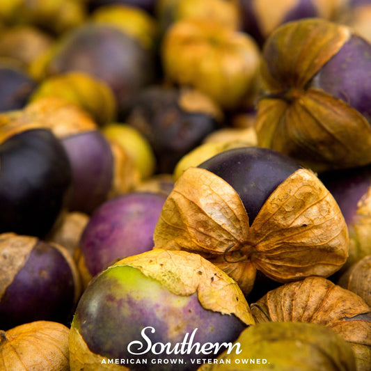 Purple Tomatillo – 30 Seeds