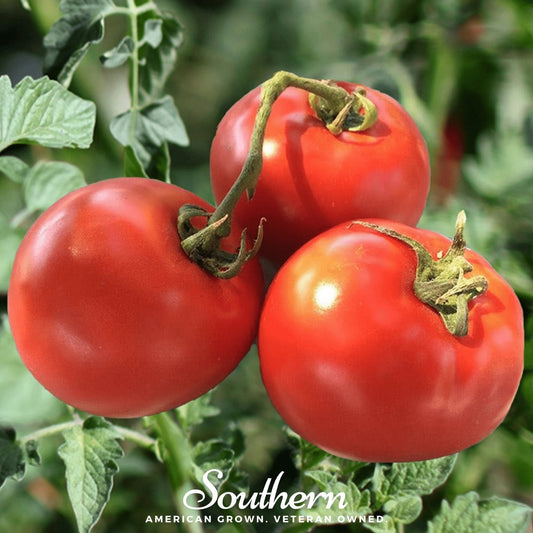 Homestead Tomato – 50 Seeds