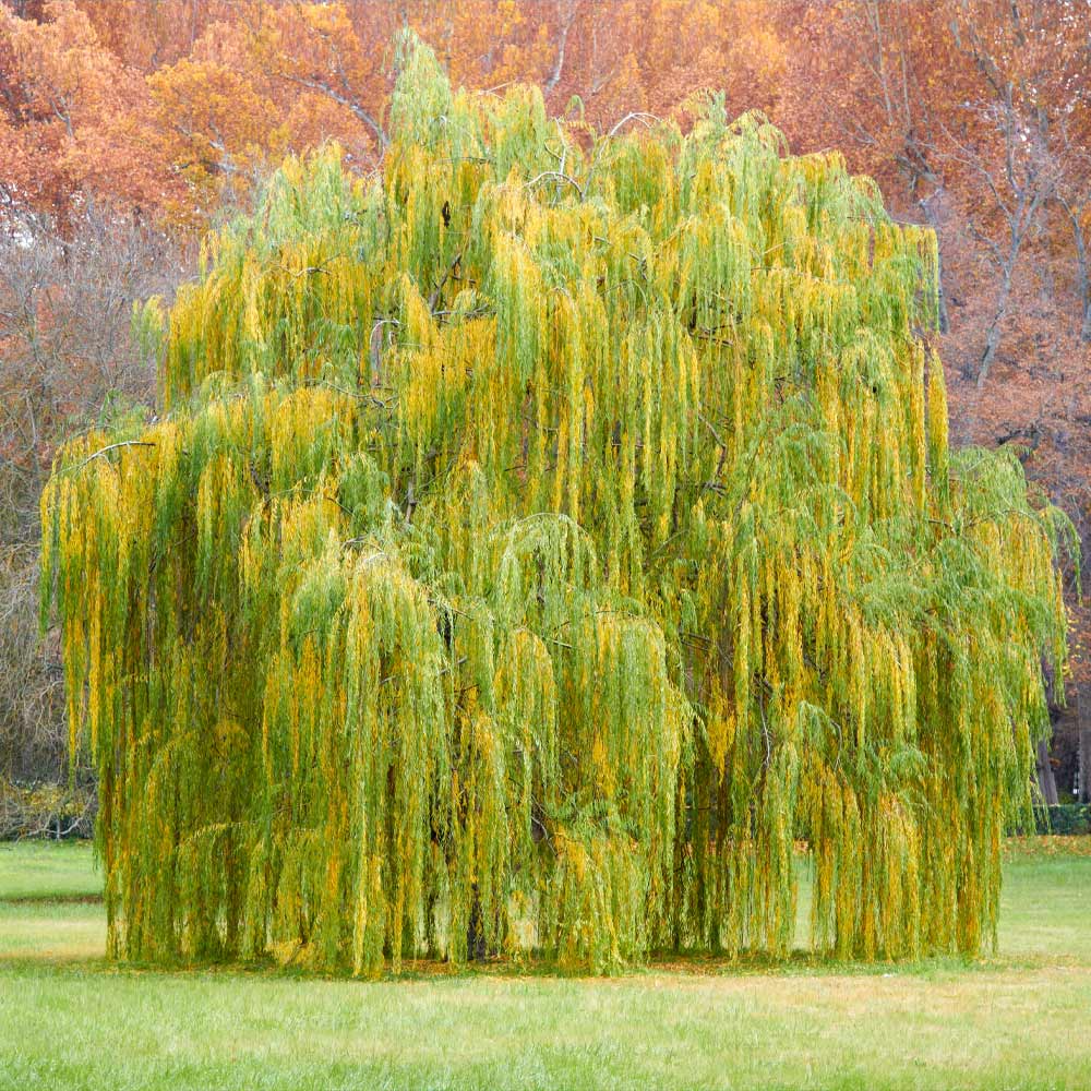 1 Bright Green Weeping Willow Tree - Salix babylonica | 14-24" Bare Root | Fast-Growing Shade Tree for Landscaping