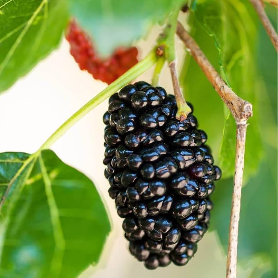 1 Dwarf Everbearing Mulberry Live Plant, Fruit Right Away, Morus Nigra, Compact Tree for Garden, Easy to Grow, Year-Round Fruit Production