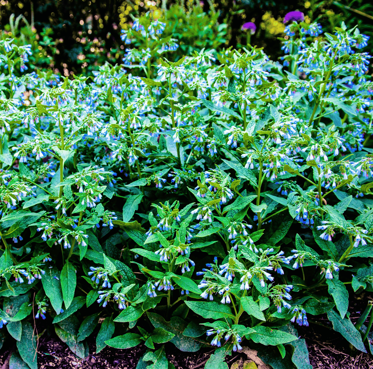 True Comfrey – 20 Seeds