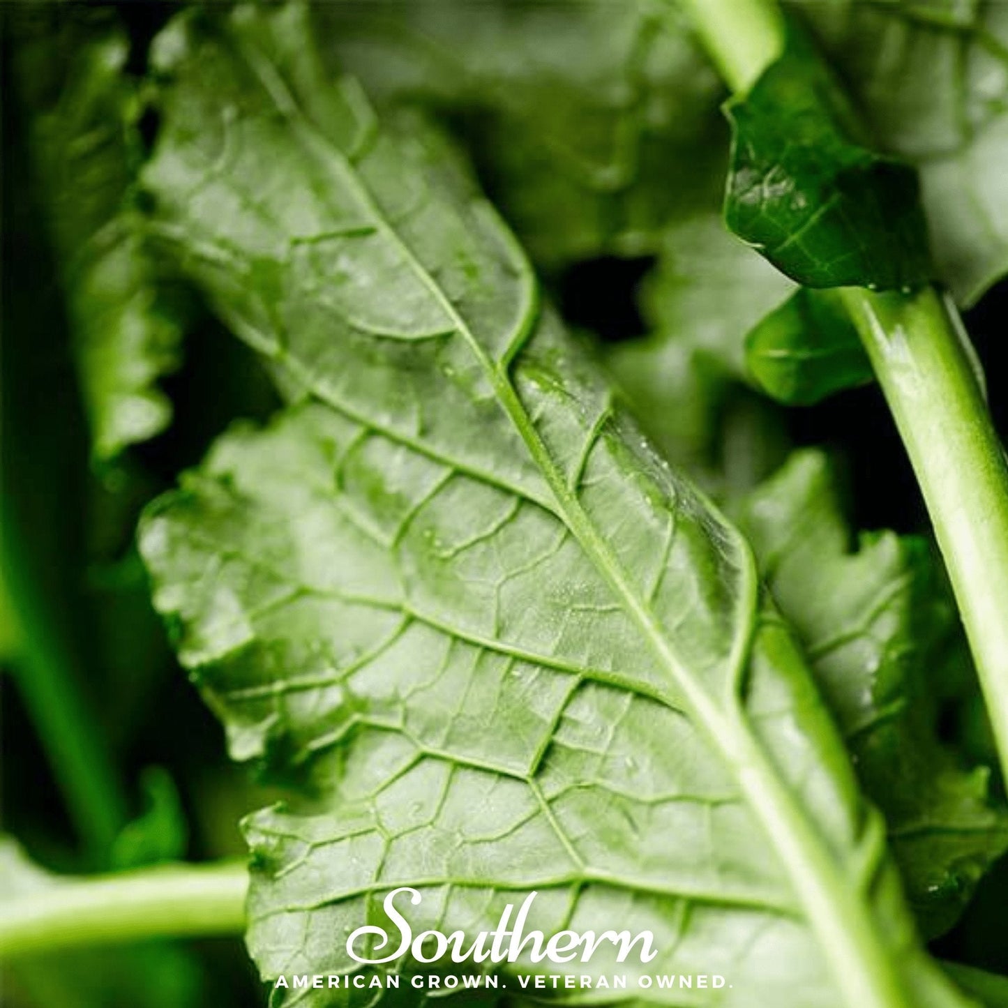 Seven Top Turnip – 100 Seeds