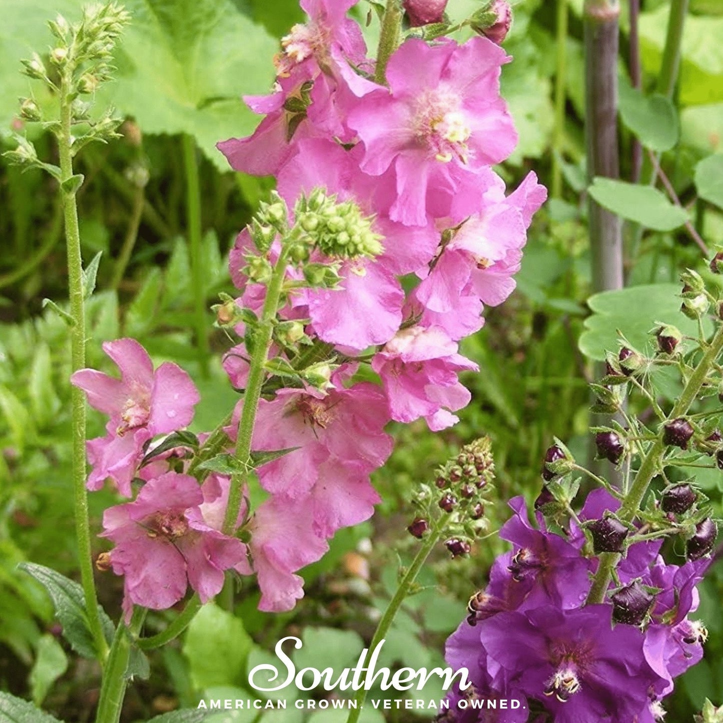 Verbascum Mullein Mix – 100 Seeds