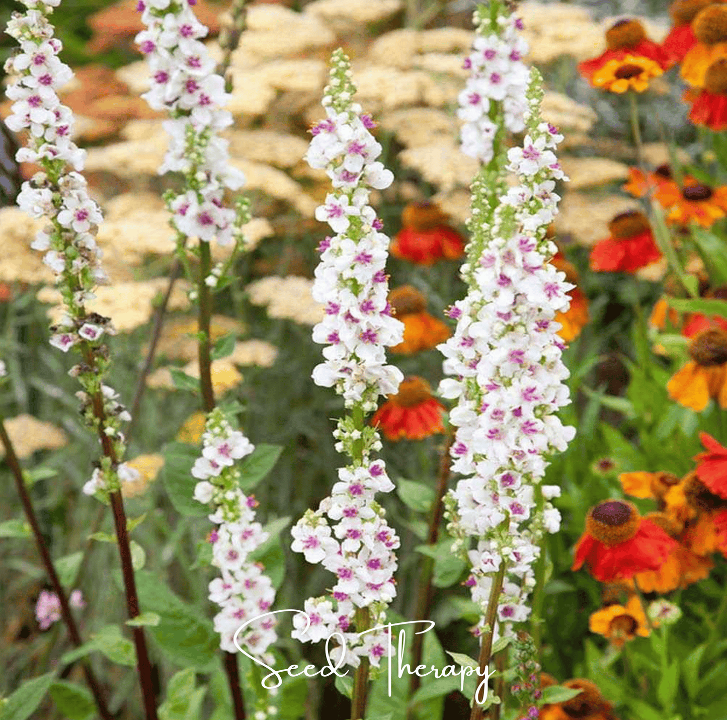 Wedding Candles Verbascum – 50 Seeds