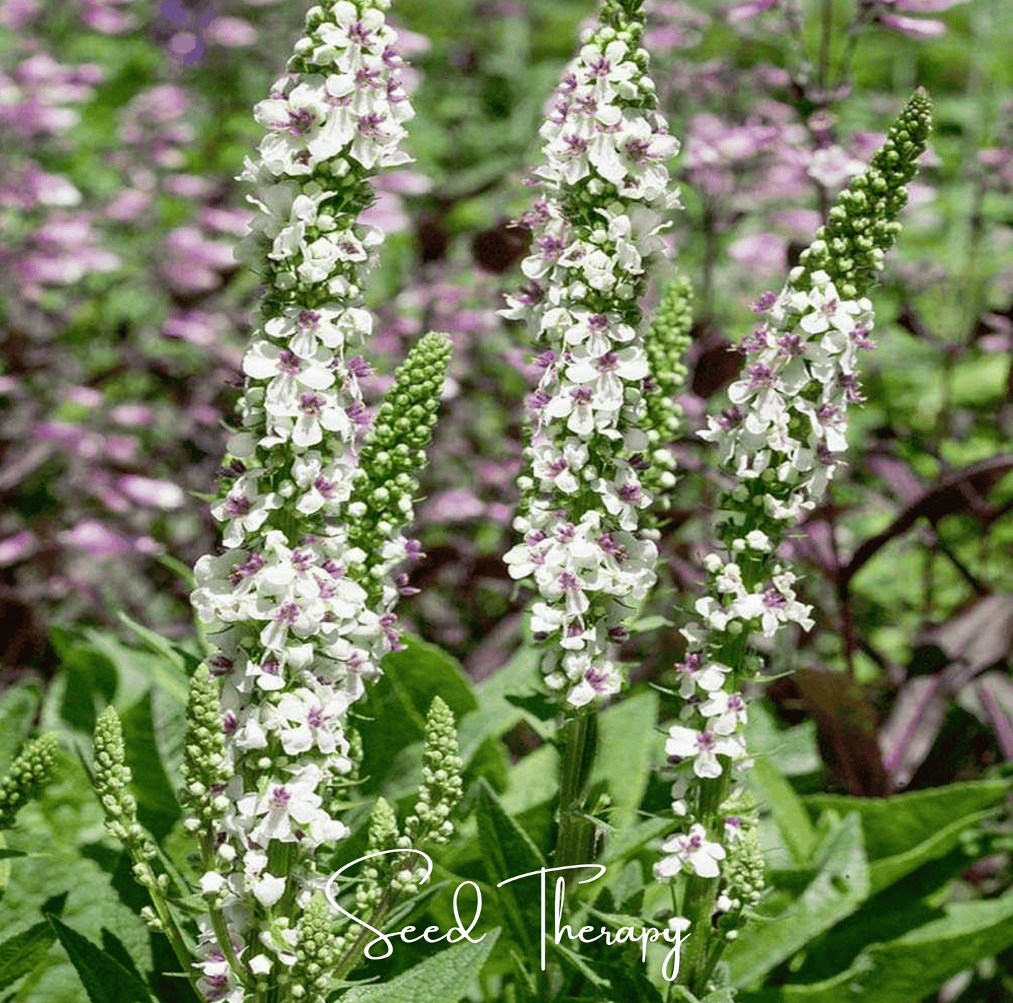 Wedding Candles Verbascum – 50 Seeds
