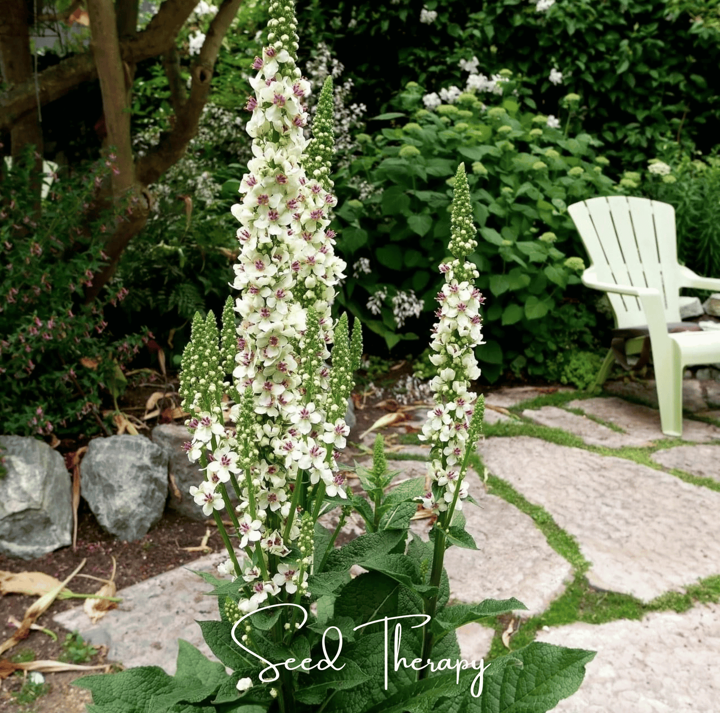 Wedding Candles Verbascum – 50 Seeds