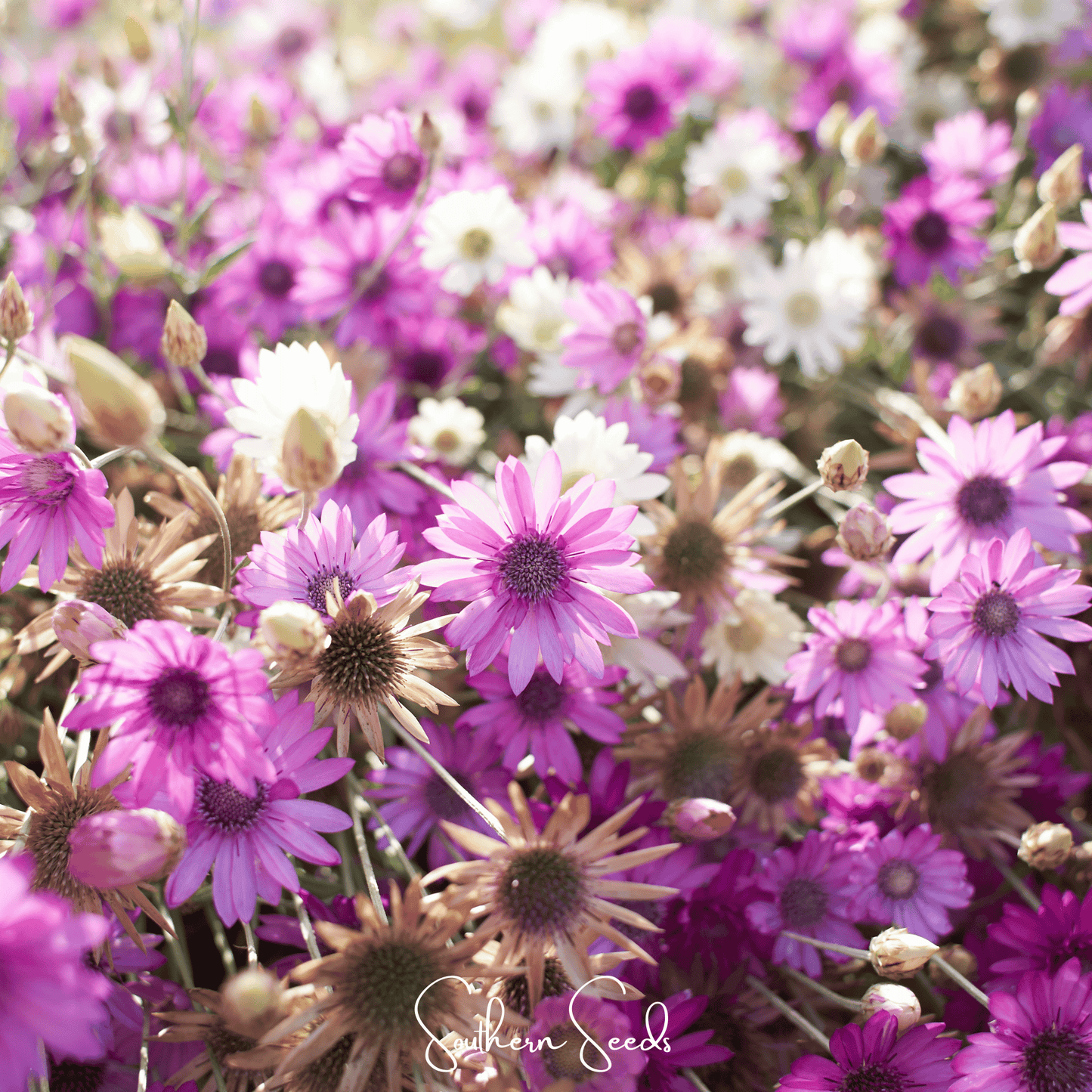 Immortelle Mix Xeranthemum – 100 Seeds