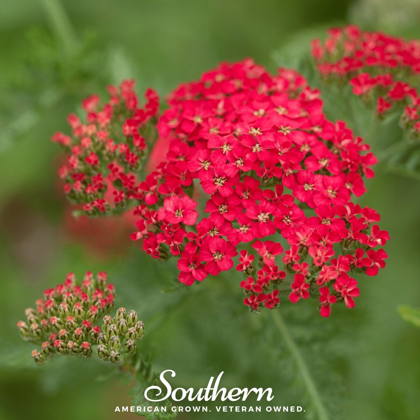 Red Yarrow – 100 Seeds