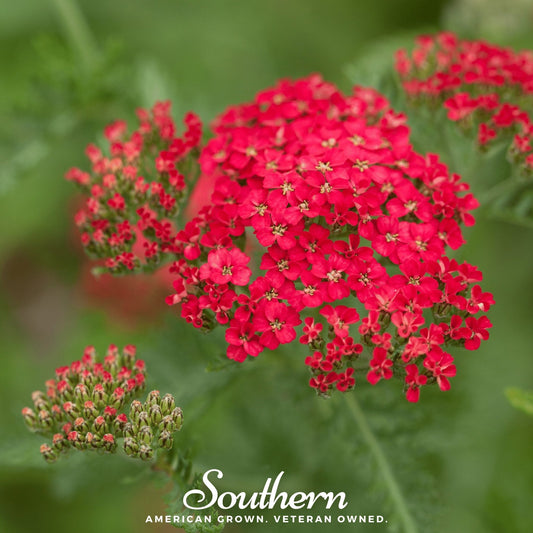 Red Yarrow – 100 Seeds