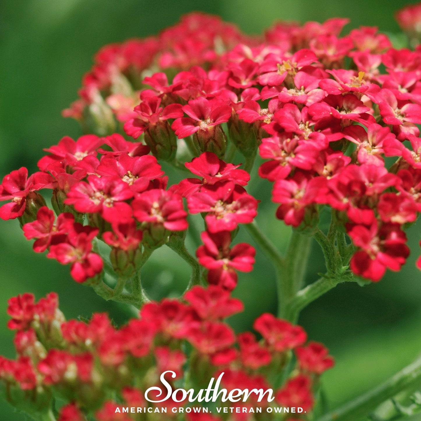 Red Yarrow – 100 Seeds