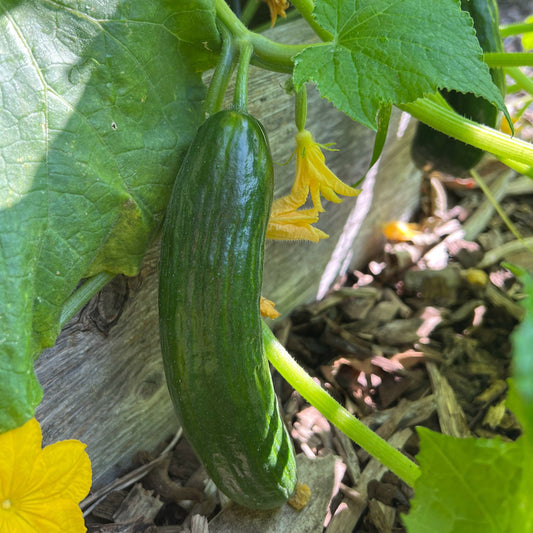 Beit Alpha Cucumber