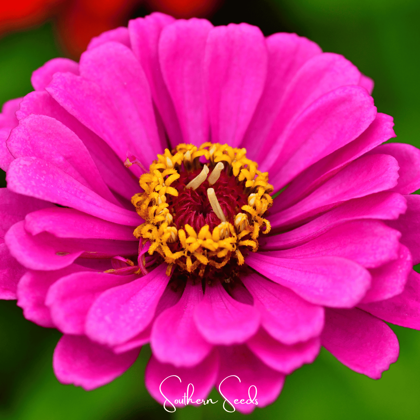 Blueberry Cheesecake Zinnia – 100 Seeds